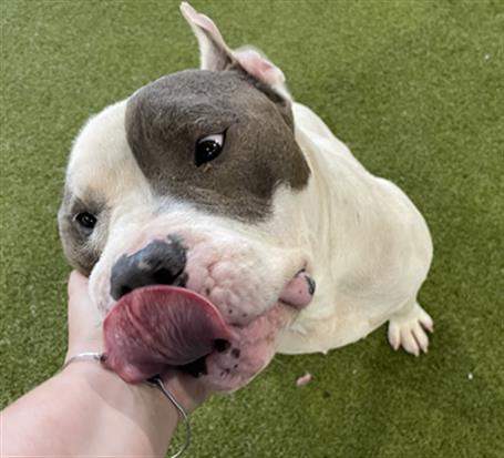 WYATT LANGFORD - Pit Bull Terrier available for adoption