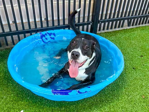 POE - Pit Bull Terrier available for adoption