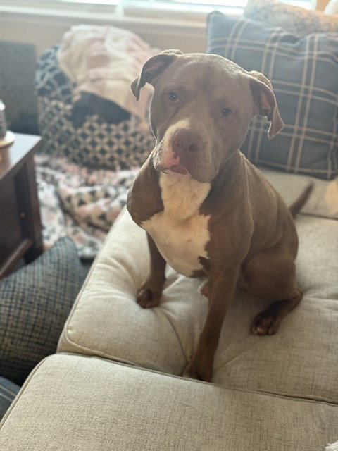 EVAN CARTER - Pit Bull Terrier available for adoption
