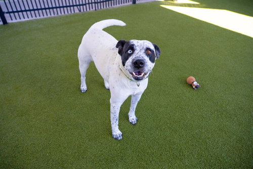 POSEY - Australian Cattle Dog/Blue Heeler available for adoption