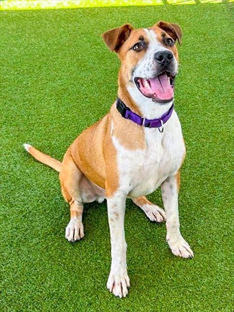 FLOUNDER - Pit Bull Terrier available for adoption