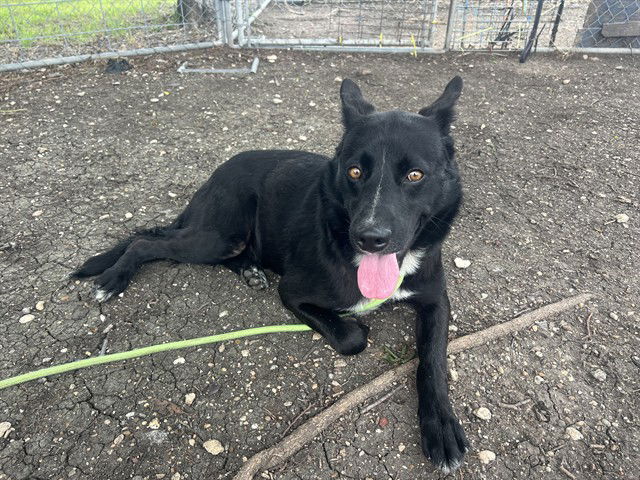 adoptable Dog in Waco, TX named DUTCH