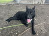 adoptable Dog in  named DUTCH