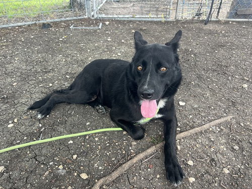 DUTCH - German Shepherd Dog available for adoption