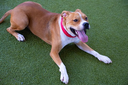 BEAR - American Staffordshire Terrier available for adoption