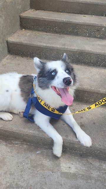 CLAYTON - Husky available for adoption
