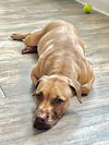adoptable Dog in  named JINX