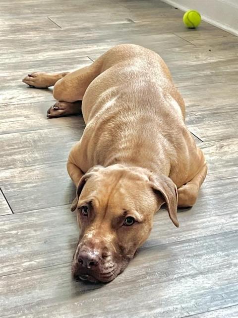 JINX - American Staffordshire Terrier available for adoption