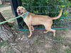 adoptable Dog in  named MELON