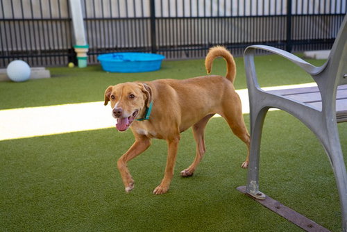 MELON - Labrador Retriever available for adoption