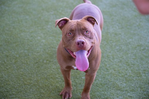 HOOCH - Pit Bull Terrier available for adoption