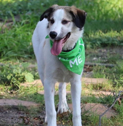 SQUIGGLE - Great Pyrenees available for adoption