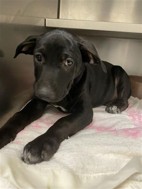 adoptable Dog in Waco, TX named BROCADE