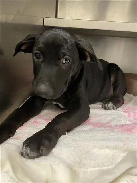 Brocade - American Staffordshire Terrier