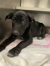 adoptable Dog in  named BROCADE