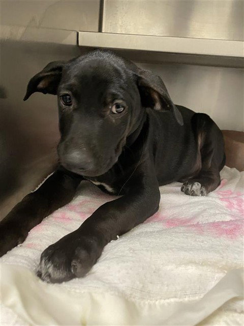 BROCADE - American Staffordshire Terrier available for adoption