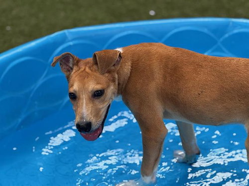 SPOOLIE - American Staffordshire Terrier available for adoption