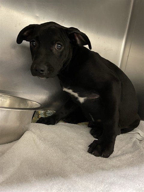 TYRANNUS - American Staffordshire Terrier available for adoption
