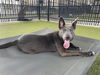 adoptable Dog in  named K-PUP
