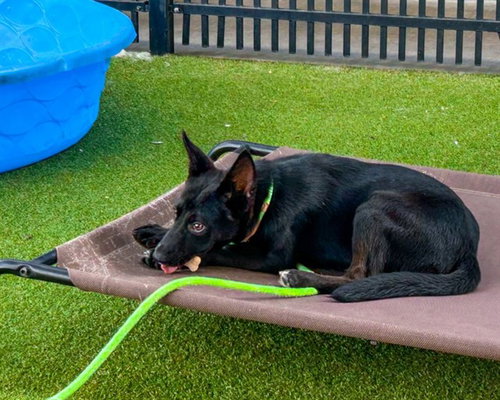 JUNG KOOK - German Shepherd Dog available for adoption