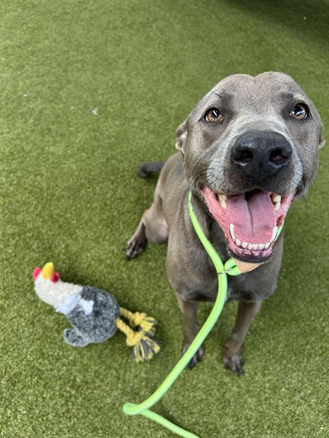 RAZE - Weimaraner available for adoption