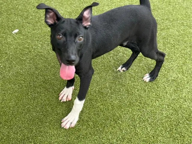 Cabra - American Staffordshire Terrier