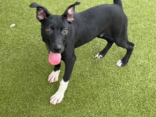 CABRA - American Staffordshire Terrier available for adoption