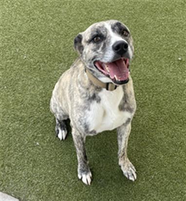 ROCKY ZAMBONI - Staffordshire Bull Terrier / Anatolian Shepherd available for adoption