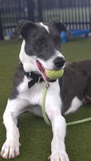 adoptable Dog in  named ESA