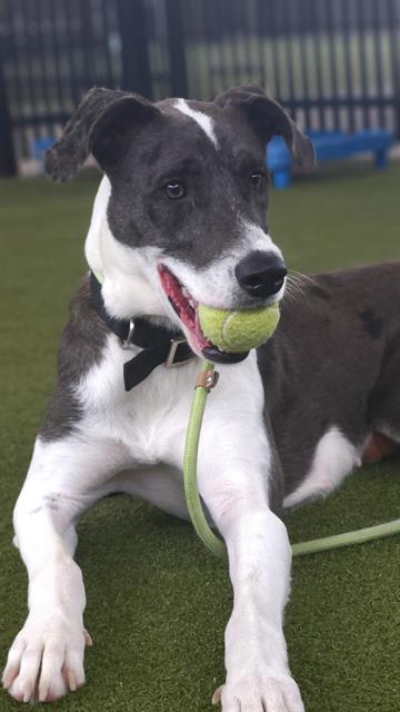 ESA - Pointer available for adoption