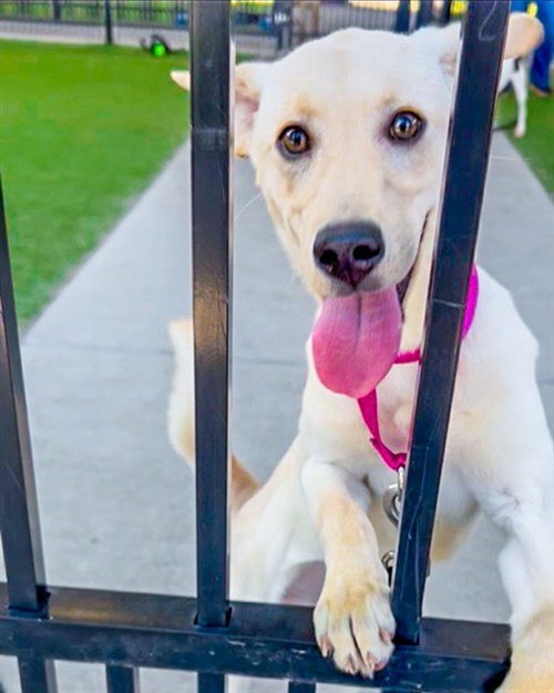 MILKSHAKE - Labrador Retriever available for adoption
