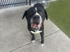 adoptable Dog in  named BIG MAC