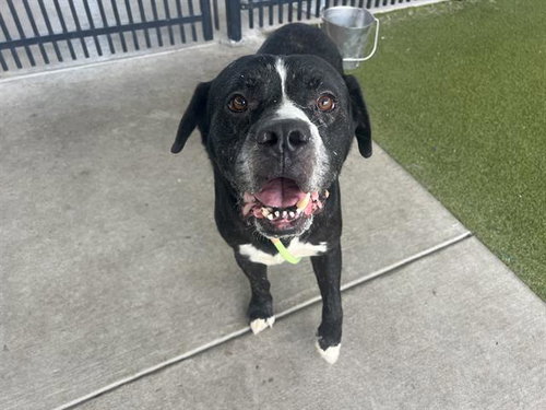 BIG MAC - Bullmastiff available for adoption
