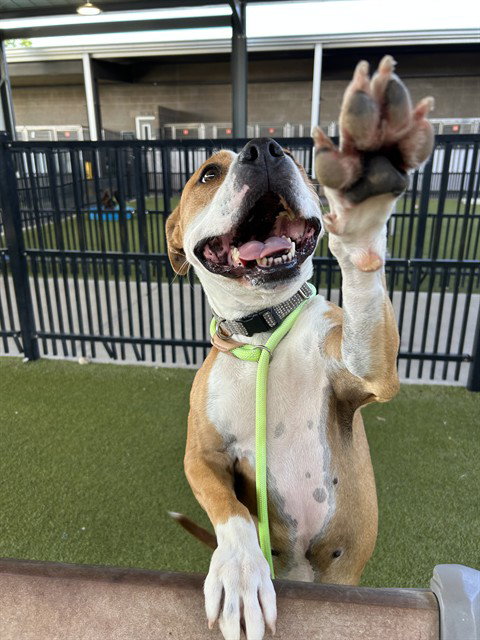 VALENTINE - American Staffordshire Terrier available for adoption