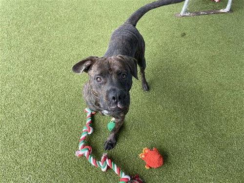 MAGNIFIQUE - American Staffordshire Terrier available for adoption