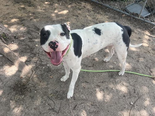 LOVEBUG - Pit Bull Terrier available for adoption
