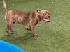 adoptable Dog in  named SHARKIRA