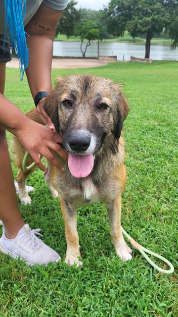 HONEY - Anatolian Shepherd available for adoption