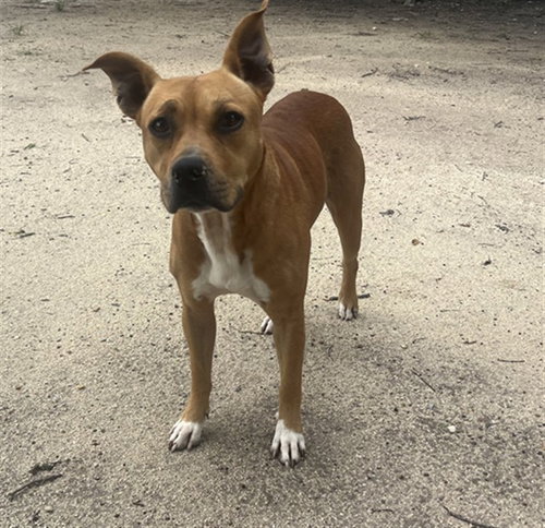 TRUFFLE - Rhodesian Ridgeback / Pit Bull Terrier available for adoption