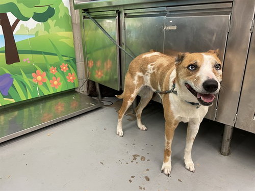 NIJAREE - Australian Cattle Dog/Blue Heeler / Rhodesian Ridgeback available for adoption