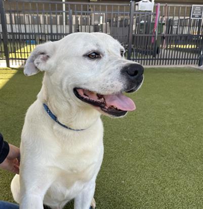 REPO - Pit Bull Terrier / Labrador Retriever available for adoption