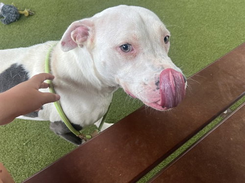 ELLIE - Pit Bull Terrier available for adoption