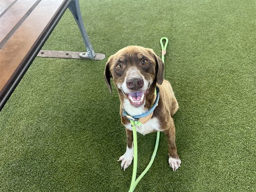 TATUM - Beagle available for adoption