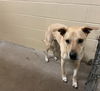 adoptable Dog in  named GOOSE