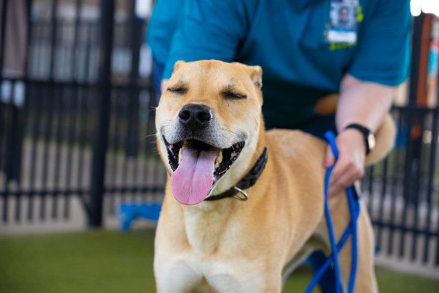 adoptable Dog in Waco, TX named GOOSE