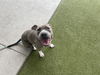 adoptable Dog in  named SIESTA