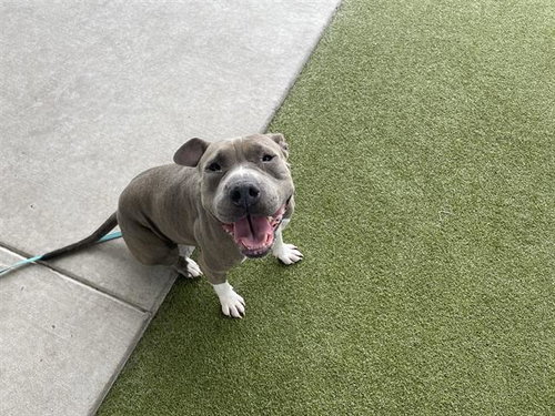 SIESTA - Pit Bull Terrier / Chinese Shar-Pei available for adoption