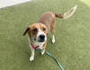 adoptable Dog in  named CREAM PUFF