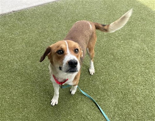 CREAM PUFF - Labrador Retriever available for adoption