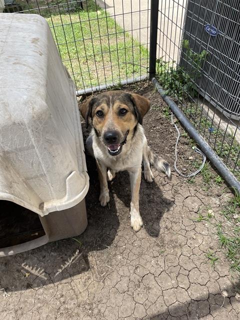 adoptable Dog in Waco, TX named SAM BAM